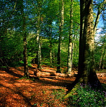 Beech woodland with bluebells in the Chilterns, Buckinghamshire, UK