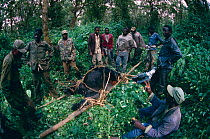 Dead Mountain gorilla  {Gorilla beringei}being removed for burial,  Virunga NP, Dem Rep of Congo