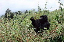 Mountain Gorilla eating thistles {Gorilla beringei} Virunga NP, Democratic Republic of Congo. Rafiki