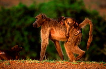 Chacma Baboon carrying sleeping infant, Kruger NP, South Africa