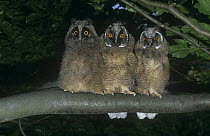 Three Long eared owls {Asio otus} perched on branch at night, Germany