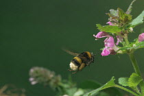 Bumble bee {Bombus terrestris} flying to flower, Germany