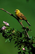 Yellowhammer {Emberiza citrinella} perched on Rose bush