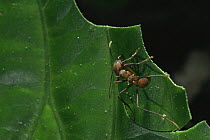 Leaf cutter ant {Atta bichaerica} cutting leaf, Panama, Central America