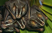 Close up of Tent building bats (Uroderma bilobatum) as they huddle in leaf, Panama
