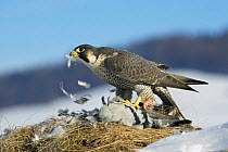 Peregrine falcon feeding on pigeon prey {Falco peregrinus}