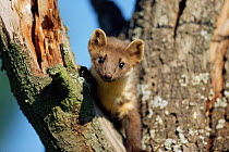 Pine marten looking down from a tree {Martes martes} captive