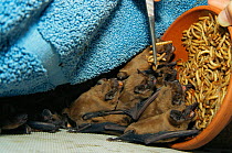 Group of Noctule bats being fed grubs with help of tweezers {Nyctalus noctula} captive