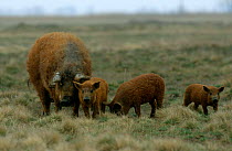 Domestic pigs, Mangalica breed {Sus scrofa domestica} female and young grazing, note hair / wool on pigs, Hungary