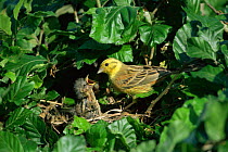 Yellowhammer feeding chick at nest {Emberiza citrinella} Germany