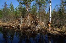 Eurasion beaver home (holt) by side of river {Castor fiber}, notice damage to nearby trees