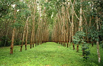 View down one avenue of trees in Rubber tree plantation {Hevea brasiliensis} Thailand