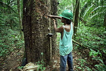 Man tapping Rubber tree {Hevea brasiliensis} for latex, Rondia State, Amazonia, Brazil.