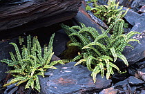 Maidenhair spleenwort fern {Asplenium trichomanes}, Slate Quarry, Argyll