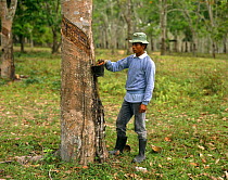 Man tapping Rubber tree {Hevea brasiliensis} for latex / sap, Malaysia.