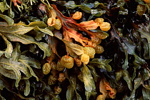 Exposed seaweed on rocky shore, twisted wrack {Fucus spiralis} fertile fronds Arisaig, Argyll, Scotland, UK