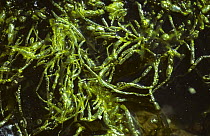 Green alga in rock pool {Enteropmorpha intestinalis} Inverness-shire