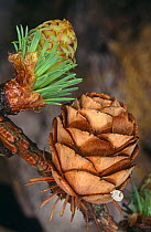 Japanese larch {Larix kaempferi} mature cone and female inflorescences, Scotland