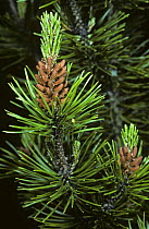 Lodgepole pine tree {Pinus contorta} young shoot, May, Inverness-shire, Scotland
