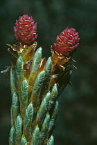 Scots pine {Pinus sylvestris}, female inflorescences, Inverness-shire, Scotland