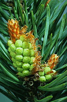Scots pine {Pinus sylvestris}, emerging male inflorescences, Inverness-shire, Scotland