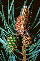Scots pine {Pinus sylvestris}, developing cones, June, Inverness-shire, Scotland, UK