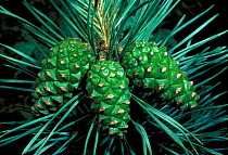 Scots pine {Pinus sylvestris}, developing cones, June Inverness-shire, Scotland