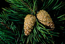 Scots pine tree {Pinus sylvestris}, close up of mature cones, Inverness-shire, Scotland