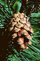 Scots pine {Pinus sylvestris}, mature cones releasing seeds, Inverness-shire, Scotland, UK