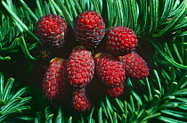 Unopened male inflorescences on Noble fir tree {Abies procera} April,  Scotland