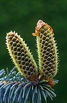 Close up of female inflorescence on Sitka spruce {Picea sitchensis) Scotland