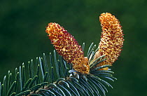 Close up of male inflorescence on Sitka spruce {Picea sitchensis) Scotland