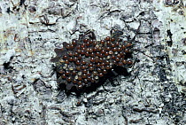 Barkbug covered in mites {Dysodius lunatus} Costa Rica, Central-America