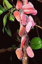 Leafhoppers {Phromnia rosea} Ankarana Special Reserve, Madagascar