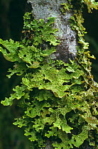 Tree lungwort  {Lobaria pulmonaria}, on Hazel,  Inverness-shire