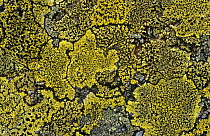 Crustaceous lichens {Apothecia, Rhizocarpon geographicum}, moorland rock, Inverness-shire