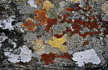 Crustaceous lichens on moorland boulder, Glen Spean, Inverness-shire, Scotland