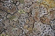 Crustaceous lichens on moorland boulder, Glen Spean, Inverness-shire