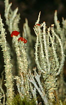 Lichens {Cladonia spp} on moorland, Inverness-shire, Scotland