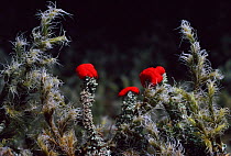 Lichen {Cladonia floerkeana} & moss {Rhacomitrium lanuginosum} Inverness-shire Scotland