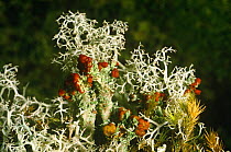 Lichen {Cladonia coccifera & arbuscula} on moorland, Inverness-shire Scotland