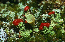 Lichen {Cladonia coccifera} on moss covered moorland rock, Inverness-shire Scotland