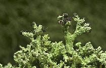Lichen {Cladonia sp} on tree branch, Inverness-shire Scotland