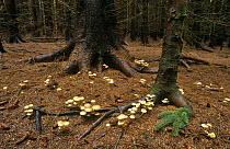 Sulphur tuft fungus {Hypholoma fasciculare} in conifer plantation, Oct, Inverness-shire, Scotland
