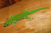 Madagascan day gecko {Phelsuma madagascariensis boehmei} Madagascar