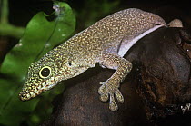 Standing's day gecko {Phelsuma standingi} Zombitse forest, Madagascar, vulnerable species