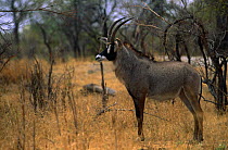 Roan antelope {Hippotragus equinus} Hwange NP, Zimbabwe