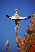 Asian openbill stork sunbathing {Anastomus oscitans} Buddhist monastry, Thailand