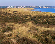 Heathland and sand dunes, Studland bay, Dorset, UK.