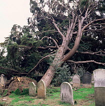 Douglas fir tree in a churchyard, uprooted during storm in February 1990, Surrey, UK.